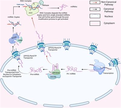 Understanding the role of miRNAs in cervical cancer pathogenesis and therapeutic responses